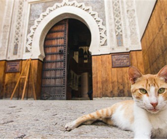 Sufi Festival of Fez small group tour